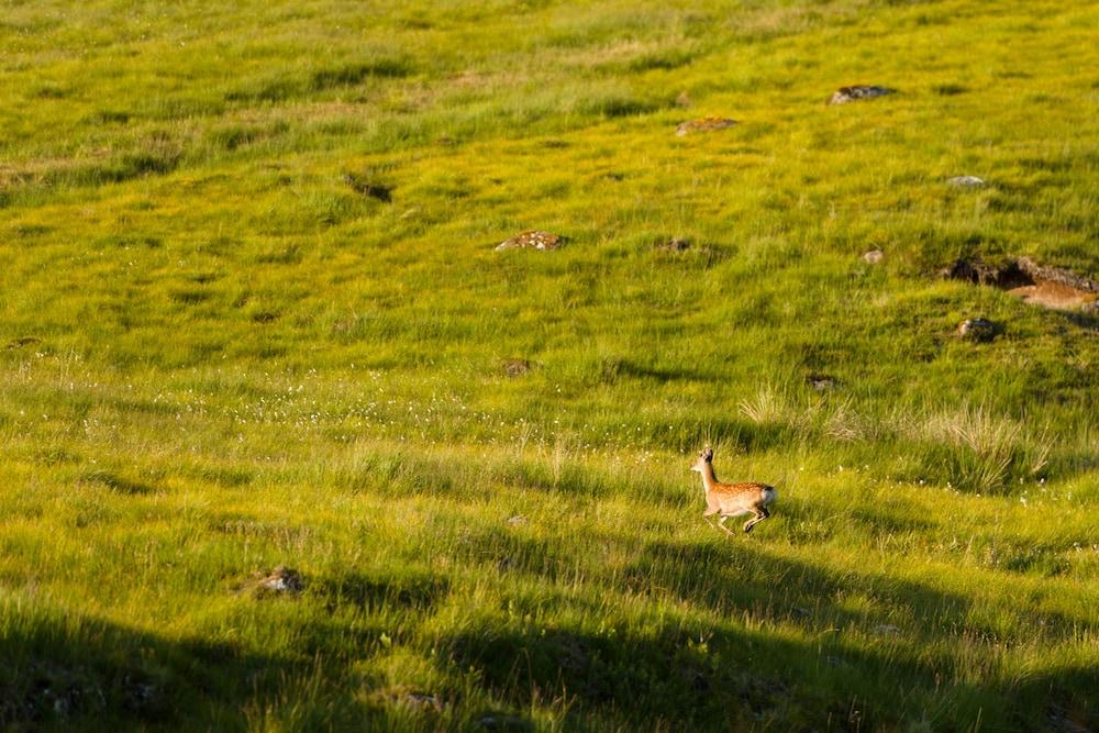 Dunalastair Hotel Suites Kinloch Rannoch Εξωτερικό φωτογραφία A mountain hare in the Scottish Highlands